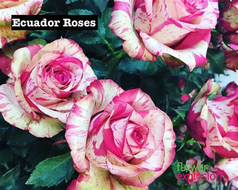 Why Are Ecuadorian Roses The Best In The World? – …