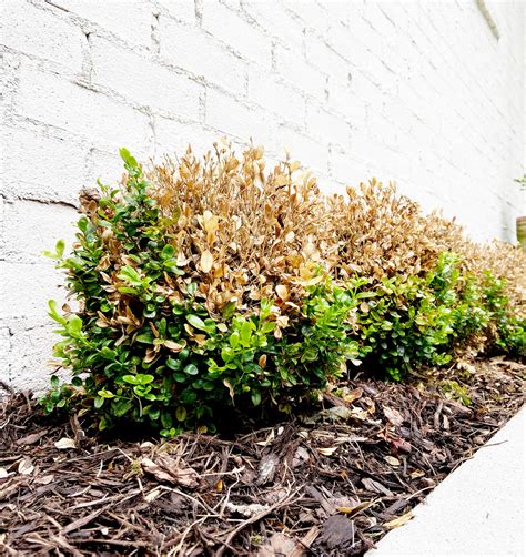 Why Are My Boxwoods Dropping Their Leaves? Boxwood Blight