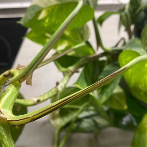 Why Are My Pothos Stems Turning Brown? - Teak And Terracotta