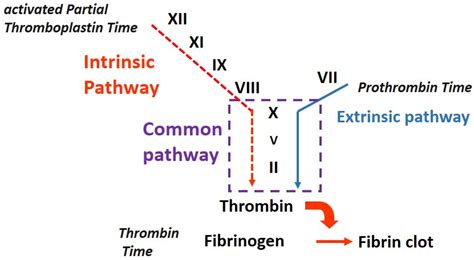 Why Are PT & PTT Normal in Dysfibrinogenemia? - Fritsma Factor