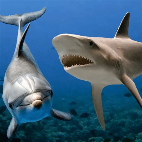 Why Are Sharks Afraid Of Dolphins? Dolphin Pods …