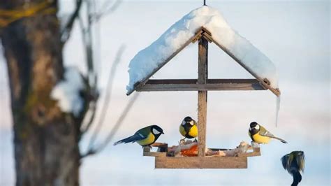 Why Aren’t Birds Coming To My Feeder - Birds Tracker