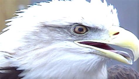 Why Bald Eagles Have Such Great Vision Plants And Animals