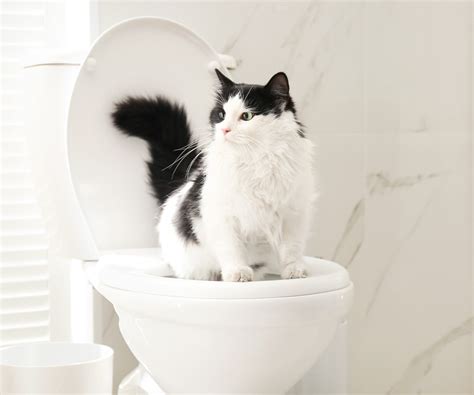 Why Cats Are Easier To Potty Train Than Dogs