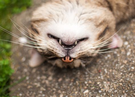 Why Cats Turn Their Head Upside Down (With Real Examples)