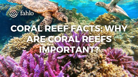 Why Coral Reef Colors Are Everywhere: Evolution Shaping Fish Patterns (2026)