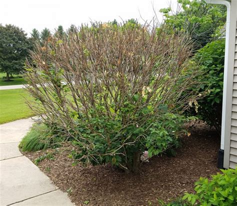 Why Did My Burning Bushes Die? - Gardenality