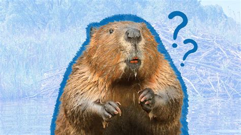 Why Do Beavers Build Dams? And How They Do It - DodoWell