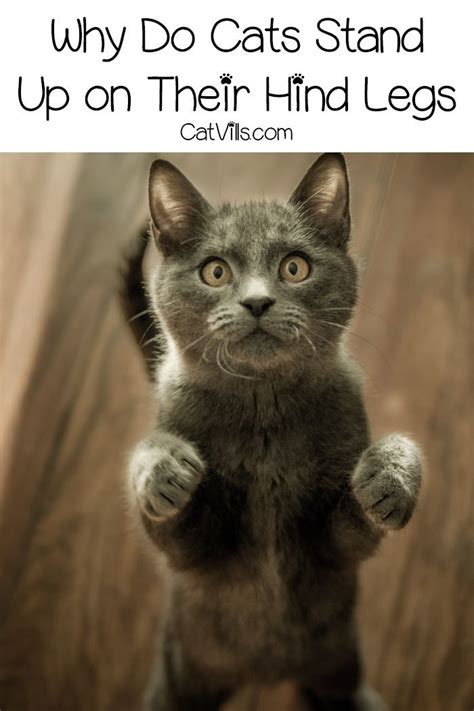 Why Do Cats Stand On Their Hind Legs - LoveCatsTalk.com