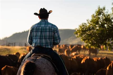 Why Do Cowboys Ride Horses And Not Cows?