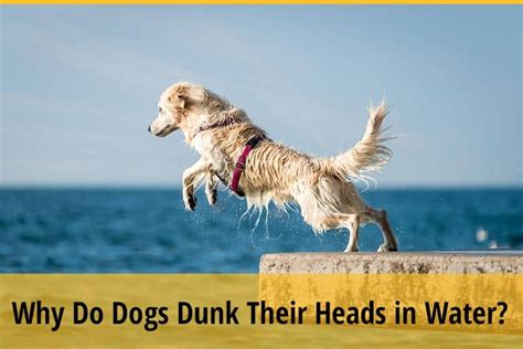 Why Do Dogs Dunk Their Heads in Water?