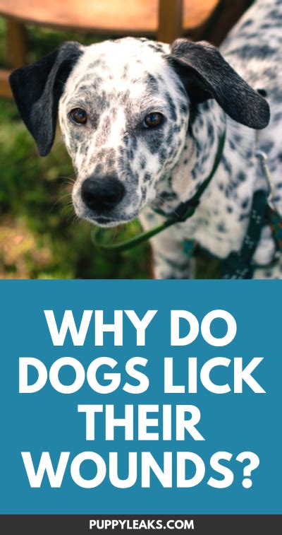 Why Do Dogs Lick Their Wounds? - Puppy Leaks