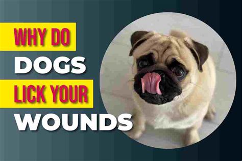 Why Do Dogs Lick Your Wounds? The Interesting Answer!