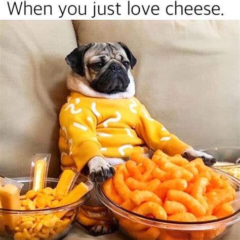 Why Do Dogs Love Cheese? Let