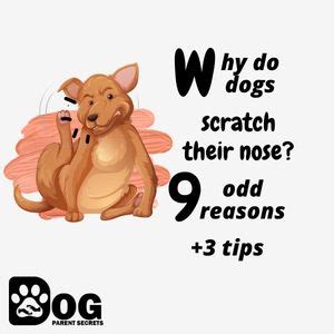 Why Do Dogs Scratch Their Nose? 9 Odd Reasons + 3 Tips