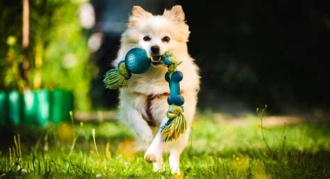 Why Do Dogs Shake Their Toys? - Proud Dog Mom