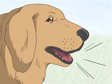 Why Do Dogs Sigh? 6 Proven Reasons Why - WikiHow