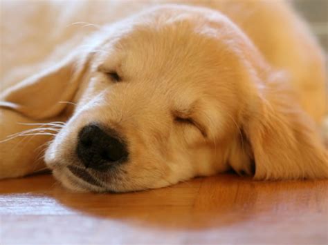 Why Do Dogs Twitch in Their Sleep? – American Kennel …