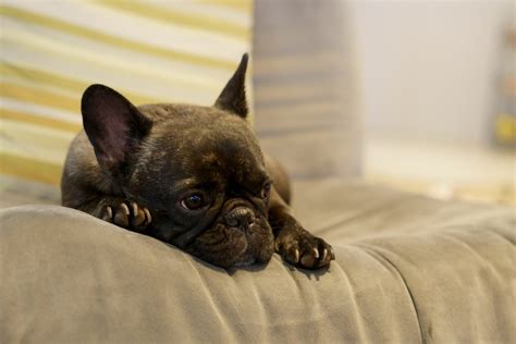 Why Do French Bulldogs Snore? Here