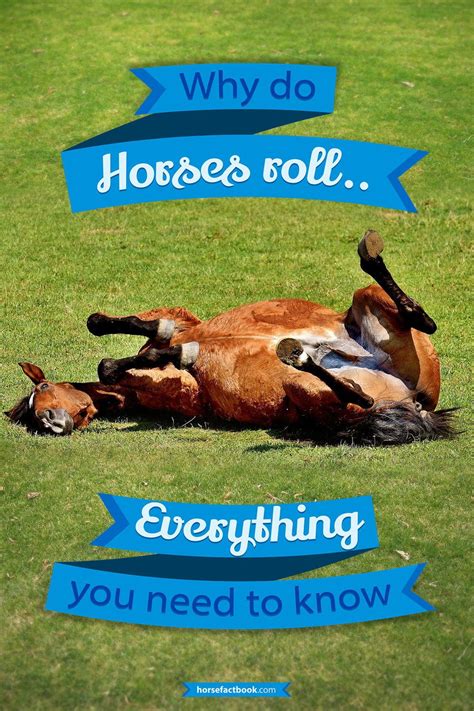 Why Do Horses Roll? – Horse FactBook