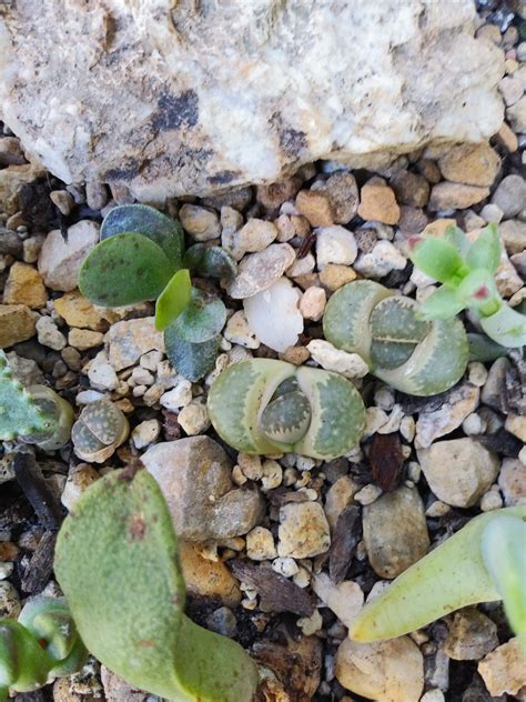 Why Do Lithops Split - SmileySprouts