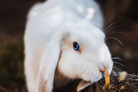 Why Do Magicians Use Rabbits (Finally Answered) - Mind Blowing Magic