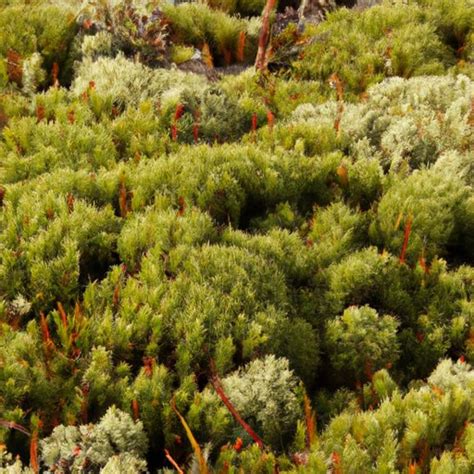 Why Do Mosses Grow Well In The Arctic Tundra » Theblogy.com