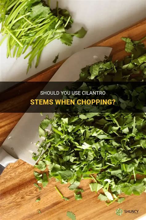 Why Do People Not Use Cilantro Stems? - Sweetish Hill