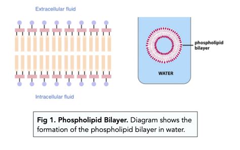 Why Do Phospholipids Form A Bilayer In Water slidesharetrick