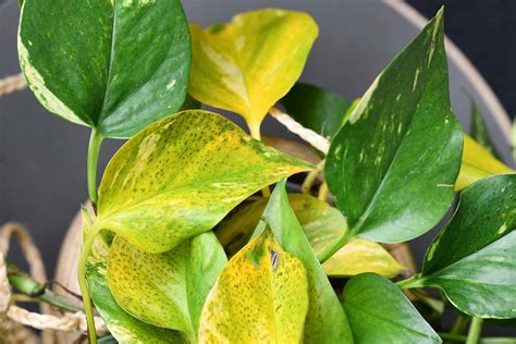 Why Do Pothos Leaves Turn Yellow? Gardener’s Path