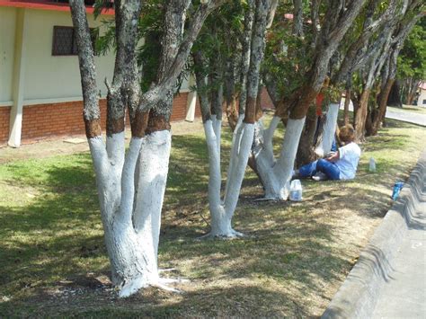 Why Do They Paint Some Tree Trunks White At The Bottom?