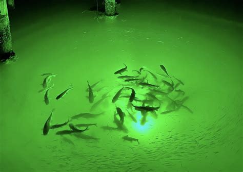 Why Does Green Light Attract Fish - Know Easy Way 2024