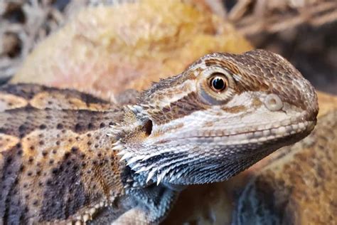 Why Does My Bearded Dragon Run Away From Me? Is …