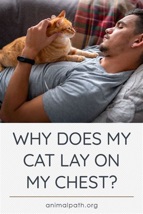 Why Does My Cat Lay Next To Me - CatsWorldClub.com