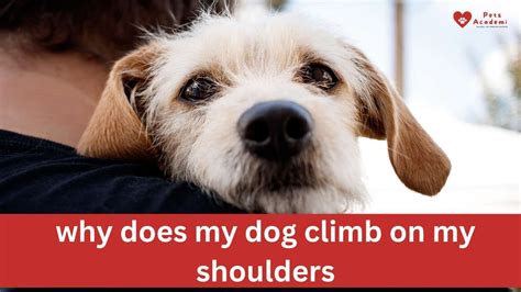 Why Does My Dog Climb on My Shoulders? - Depend On Dogs