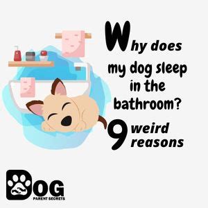 Why Does My Dog Sleep In The Bathroom? 9 Weird Reasons