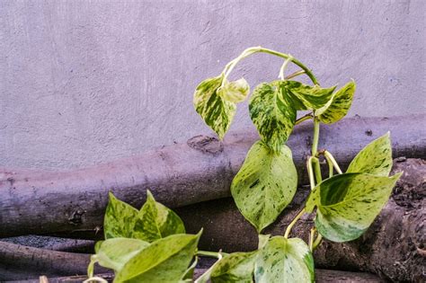 Why Does My Pothos Have Brown or Black Stems and Withering?