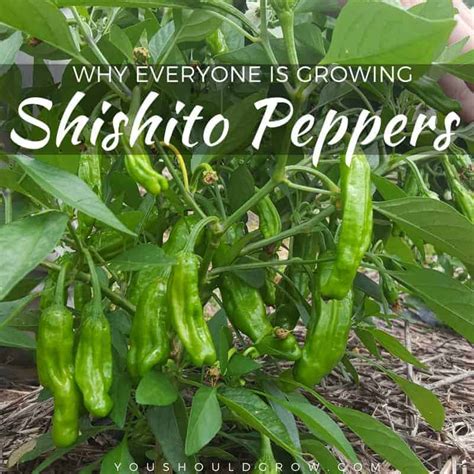 Why Everyone Loves Growing Shishito Peppers - You Should Grow