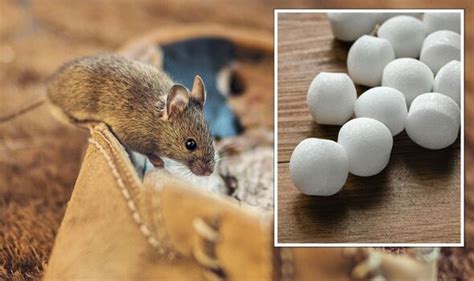 Why Experts Warn Against Using Mothballs to Deter Mice (2026)