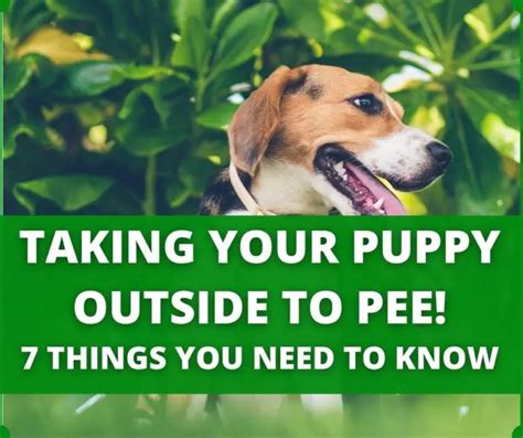 Why Is 12-Week Old Puppy Still Not Potty Trained? (What To Do?)