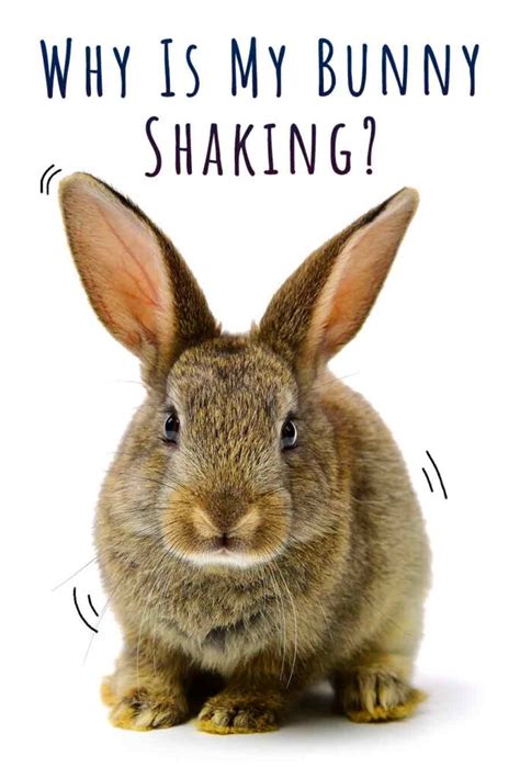 Why Is My Bunny Shaking? - Squeaks and Nibbles