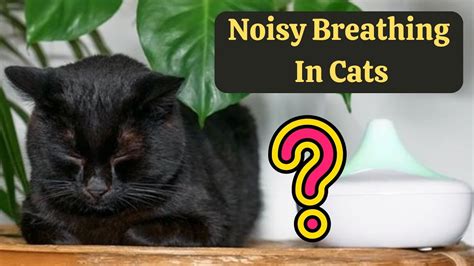 Why Is My Cat Making Weird Noises When Breathing? - Hiputee