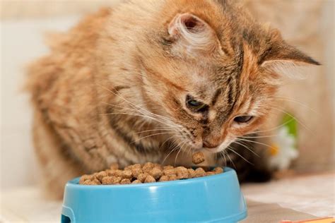 Why Is My Cat Not Eating And Throwing up? - Clever Pet Owners