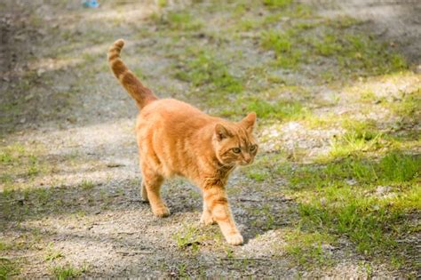 Why Is My Cat Suddenly Walking Like They’re Drunk? 10 Possible …