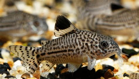 Why Is My Cory Catfish Not Moving? 6 Common Reasons!