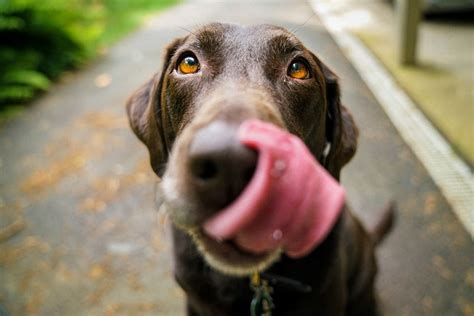 Why Is My Dog Licking His Butt? - Acme Canine