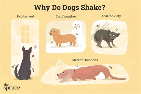 Why Is My Dog Shaking? Dogs are known for their loyalty and companionship, but when they start shaking, it can be a cause for concern for pet owners