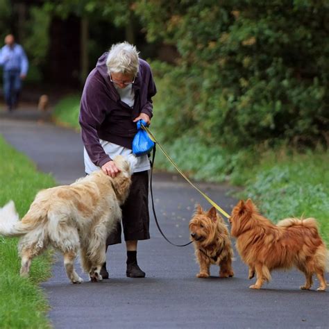 Why Is My Dog Walking Like He Is Drunk? - RideAble