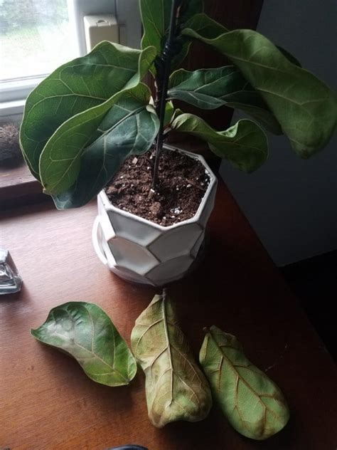 Why Is My Fiddle Leaf Fig Tree Dropping Leaves - SmileySprouts