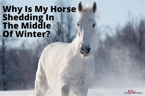 Why Is My Horse Shedding In The Middle Of Winter? - Pet Owners